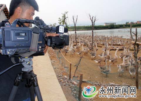 中央七台来永州道县拍摄灰鹅养殖技术(图)